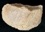 Edmontosaurus Calcaneum (Heel Bone) - Montana #12712-2